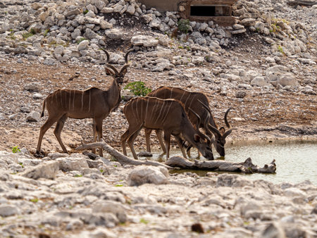 A closeup of a Greater Kudu in the fieldの写真素材