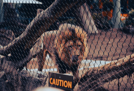 A male lion caged up at the zoo with a sad expressionの写真素材