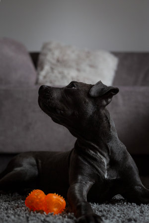 Grey pitbull looking at his ownerの写真素材