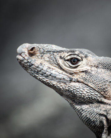 A closeup portrait of a lizard with blurred backgroundの写真素材