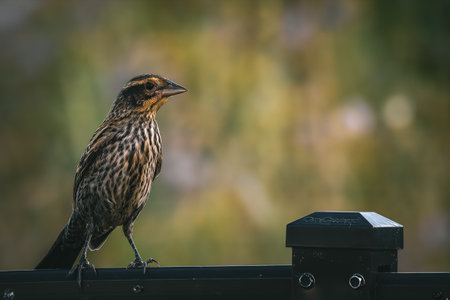 A closeup shot of a true thrush bird perched on a fenceの写真素材
