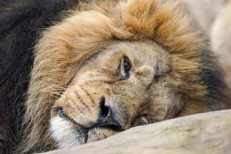 A closeup portrait of a sleepy lion lying on the ground, looking straight at the camera
