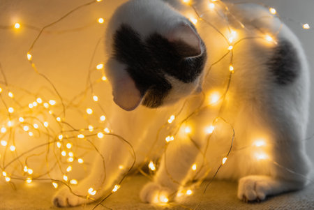 Adorable white kitten playing with warm white or yellow string lightsの写真素材