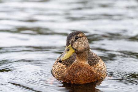 A closeup of a cute duck swimming in the pondの写真素材