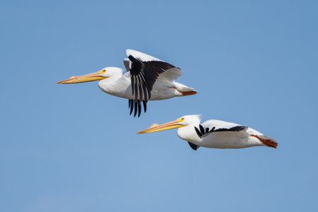 A couple of American White Pelicans flying over the Mississippi River, USA against clear blue skyの写真素材