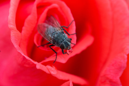A macro view of a red rose with a fly on topの写真素材