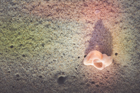 A top view of a shell on rough ground land wish shadow on a sunny day