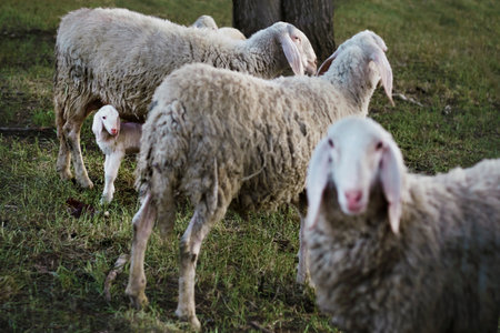 A little lamb drinking milk from the mother surrounded by the herd in a meadow