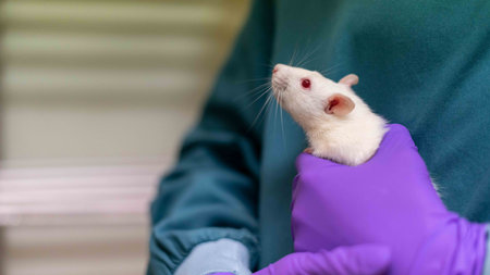 A person with gloves holding the mouse in his hands in the laboratory