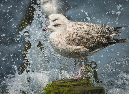 A closeup of gulls from the splashes of waterの写真素材