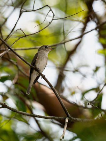 A vertical shot of an Asian brown flycatcher perched on a wooden branch