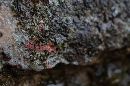 A closeup shot of a tree trunkの写真素材
