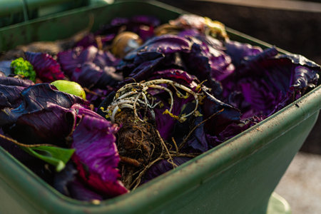A closeup of Wasted food in a compost bin rotting with worms soil and organic material