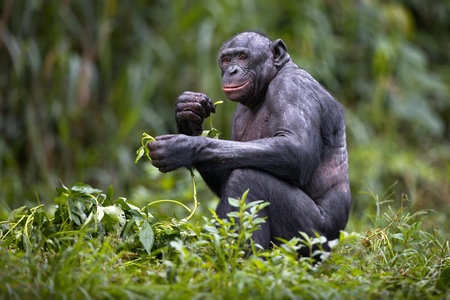 A bonobo chimpanzee in the wilderness in Democratic Republic of the Congo