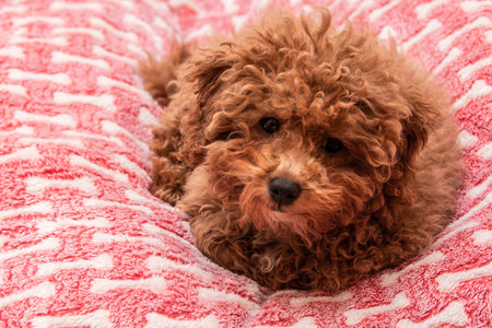 A closeup of a lovely toy poodleの写真素材