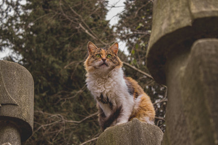 A moody faded shot of a stray cat with green eyes and ginger & white fur sitting on a stone fence
