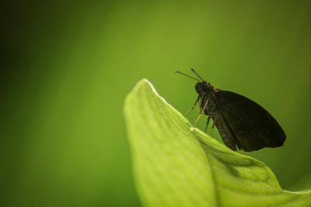 A closeup shot of a Psolos fuligo on a leaf on a green blurred backgroundの写真素材