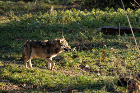 A side view of a beautiful wolf walking in the sunny forest