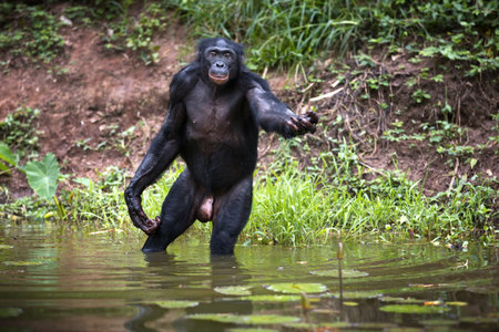 A bonobo monkey fishing in a pond in the Democratic Republic of the Congoの写真素材