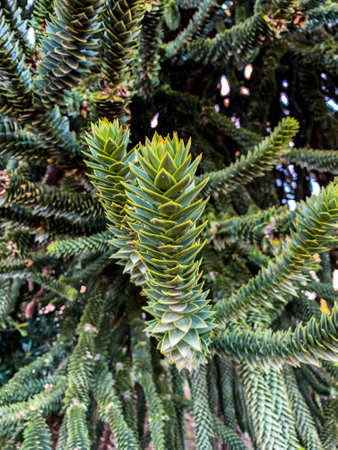A closeup of a branch of a monkey puzzle tree