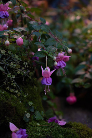 A closeup of beautiful pink flowers growing in a botanical garden