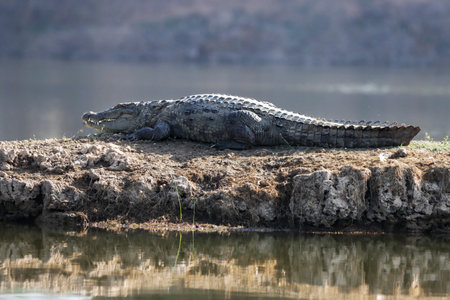 A closeup of a Nile crocodile on a stone
