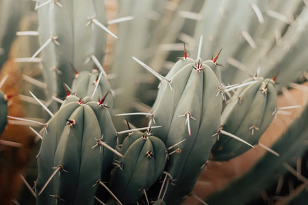 A closeup shot of the Myrtillocactus plants in the desertの写真素材