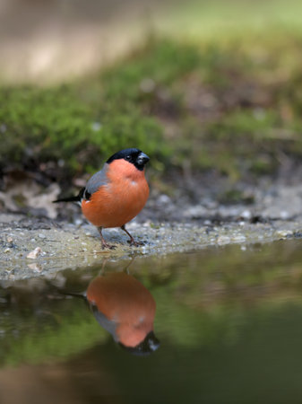 A vertical shot of a bullfinch standing next to a pond and reflecting on it.の写真素材