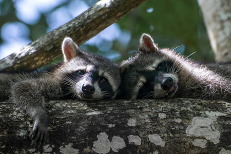A closeup shot of a two racoons lying together on a tree branchの写真素材
