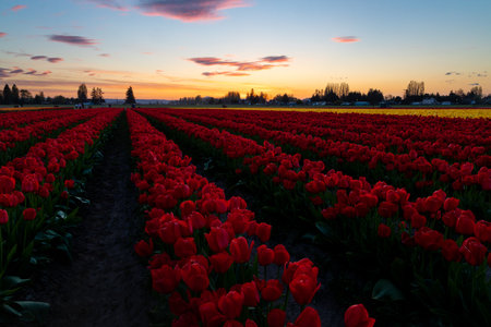 A beautiful view of red tulips at Skagit Valley Tulip Festival, WA, United Statesの写真素材