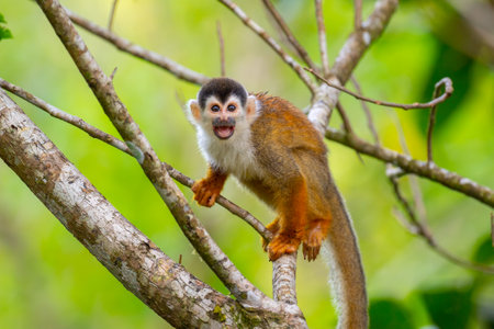 A selective of a Squirrel monkey on a branch