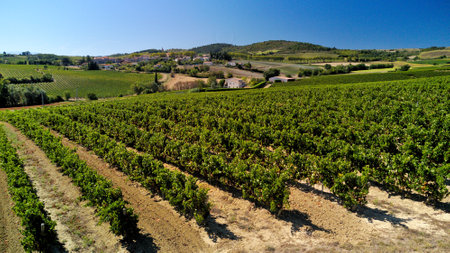 A beautiful view of the grapevines growing in the vineyard in bright sunlight in Alaigne, Aude, Franceの写真素材