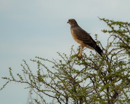 A closeup of a Gabar Goshawk