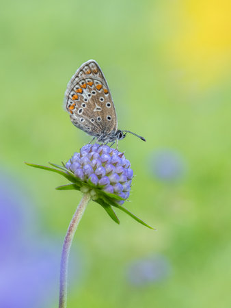 Beautiful nature scene with Common blue (Polyommatus icarus). Macro shot of Common blue (Polyommatus...
