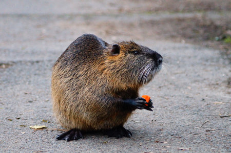 A well-fed coypu sits with a carrot on the path near the feeding place, Frankfurt. An invasive...