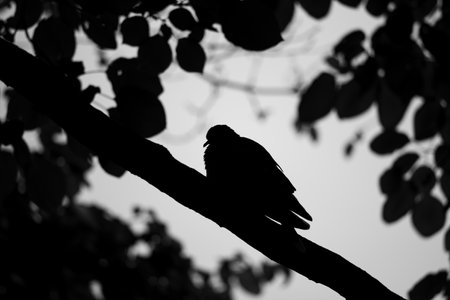 A grayscale shot of a bird silhouette on a treeの写真素材