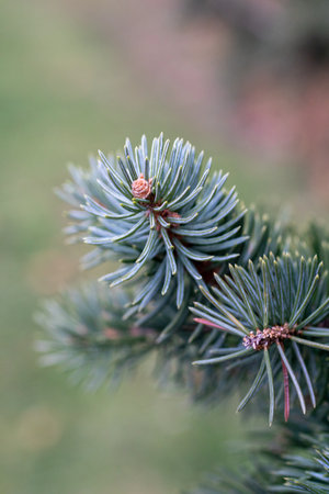 A closeup shot of pine trees