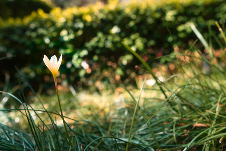 A selective focus shot of white snowdrop