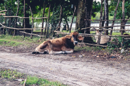 A cow lying on the ground in a village in Hondurasの写真素材