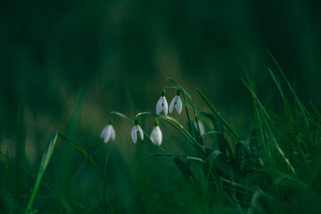 A beautiful view of snowdrop flowers in the field
