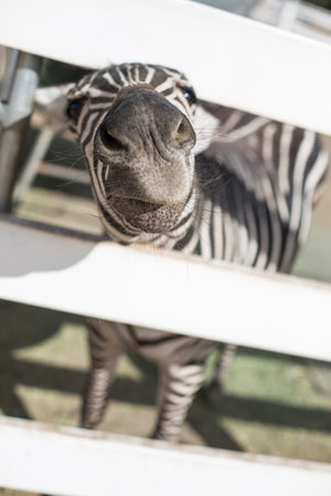 A vertical closeup shot of a zebra putting its head between the fence panel