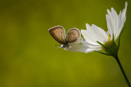 A closeup of a butterfly on the white cosmea flower against the blurry green background