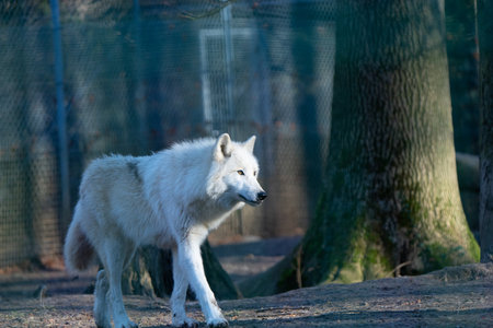 A beautiful Arctic wolf or polar wolf with white fur walking alone in a sunny forest