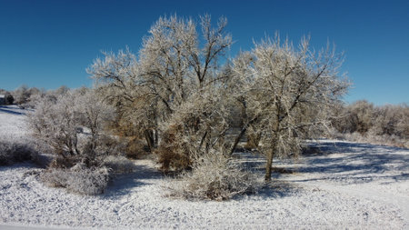 A landscape of trees in a forest covered in the snow under a blue sky and sunlight in winter