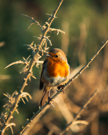 A shallow focus shot of an European robin bird perched on a twig in a bright sunlight on a blurred...