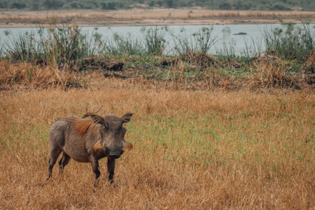 A closeup of a warthog in a grass field with a lake in the backgroundの写真素材