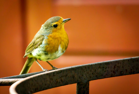 A closeup of a European robin (Erithacus rubecula)の写真素材