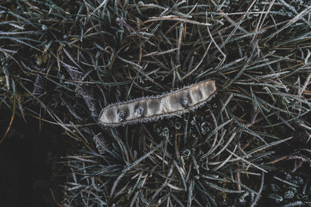 A topw view of a frozen snow pea on grass covered with frostの写真素材