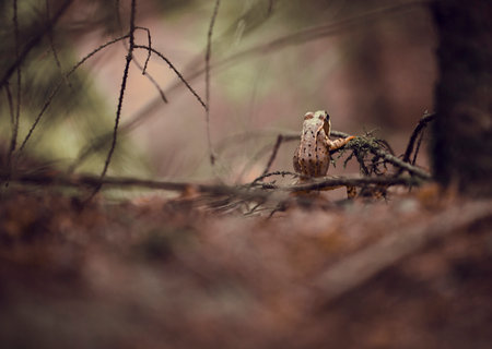 A closeup of a small brown frog looking behind the branch. Selected focus.