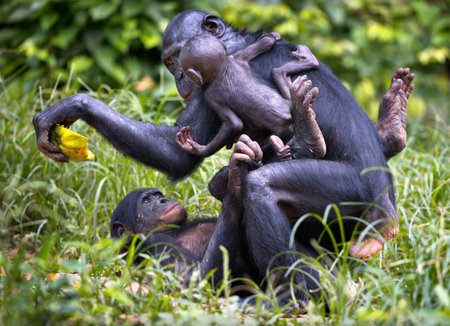 The bonobo chimpanzees in the wilderness in Democratic Republic of the Congoの写真素材